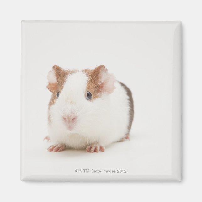 Íman Estúdio fotografado em Guiné Pig (Frente)