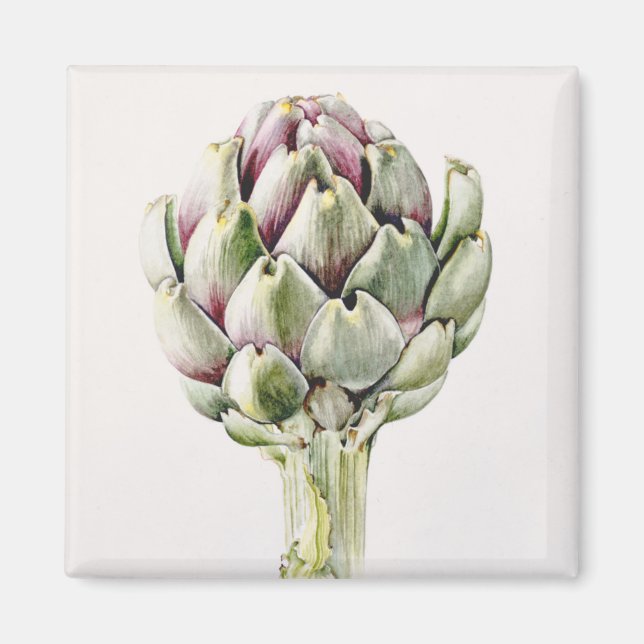 Íman Estudo Artichoke 1993 (Frente)