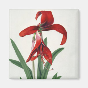 Íman Estudo da flor,