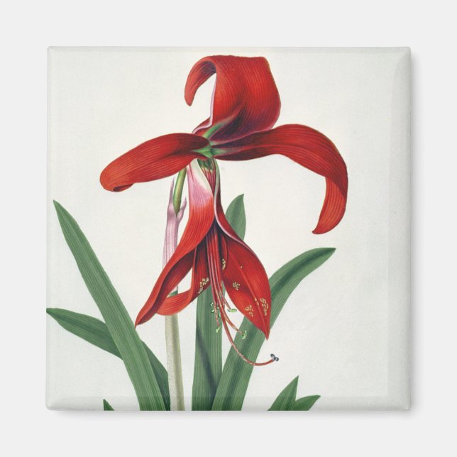 Íman Estudo da Flor, (Frente)
