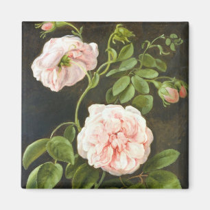 Íman Estudo da flor