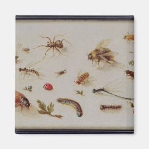 Íman Estudo de Insetos