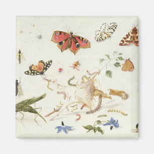 Íman Estudo de Insetos e Flores