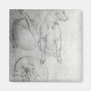 Íman Estudo de um cão e de um gato, c.1480