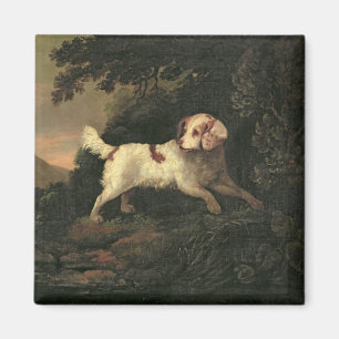 Íman Estudo do Spaniel de Clumber