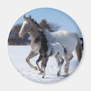 ÍMAN EU AMO CAVALOS