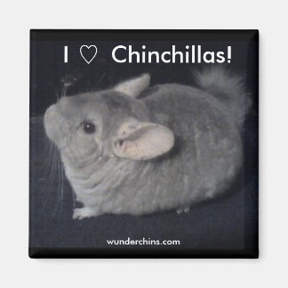 Íman Eu Amo Chinchillas