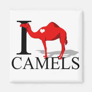 Íman Eu amo ímãs dos camelos