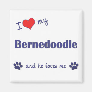 Íman Eu amo meu Bernedoodle (o cão masculino)