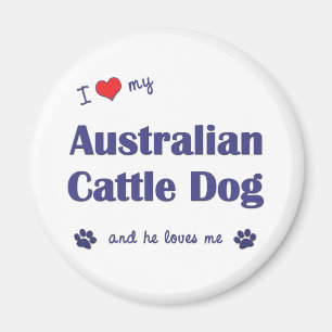 Íman Eu amo meu cão australiano do gado (o cão