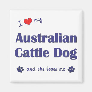 Íman Eu amo meu cão australiano do gado (o cão fêmea