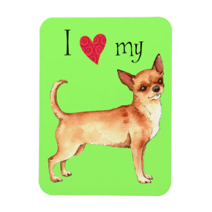 Íman Eu amo meu Chihuahua