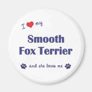 Íman Eu amo meu Fox Terrier liso (o cão fêmea)