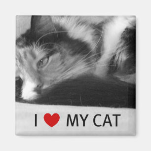 Íman Eu amo meu ímã do gato
