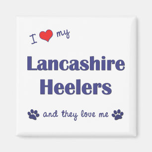 Íman Eu amo meu Lancashire Heelers (os cães múltiplos