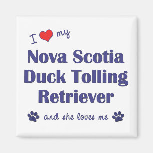 Íman Eu amo meu Retriever anunciando do pato de Nova
