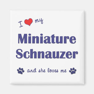 Íman Eu amo meu Schnauzer diminuto (o cão fêmea)