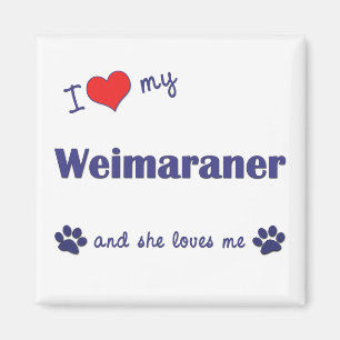 Íman Eu amo meu Weimaraner (o cão fêmea)
