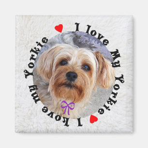 Íman Eu Amo Meu Yorkie