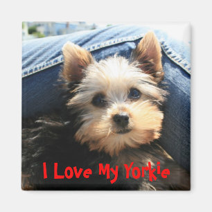 Íman Eu amo meu Yorkie