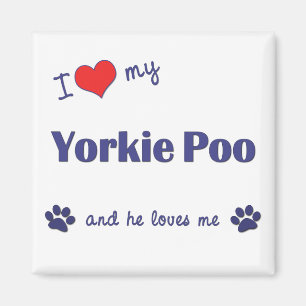 Íman Eu amo meu Yorkie Poo (o cão masculino)