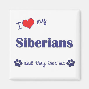 Íman Eu amo meus Siberians (os gatos múltiplos)