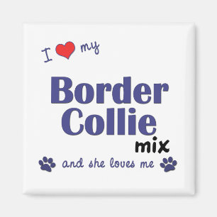 Íman Eu amo minha mistura de border collie (o cão