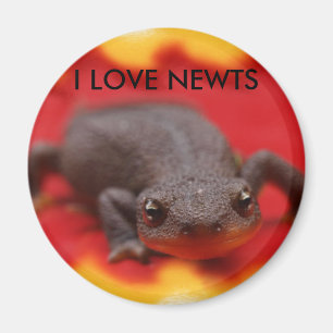 Íman Eu Amo Newts