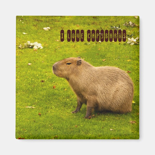 Íman Eu amo o Capybaras Magnet (Frente)