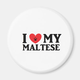 Íman Eu coração meu maltês