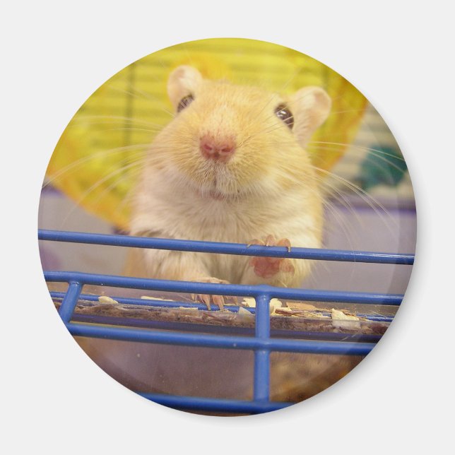 Íman Eu não sou um rato (Frente)