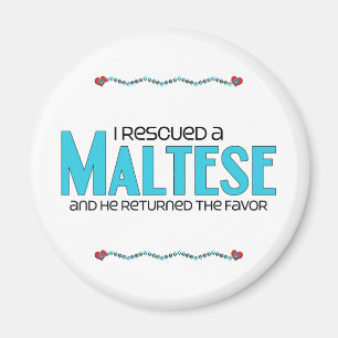 Íman Eu salvei um maltês (o cão masculino)