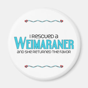Íman Eu salvei um Weimaraner (o cão fêmea)