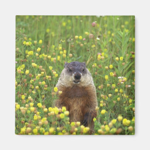 Íman Eu sou Groundhog