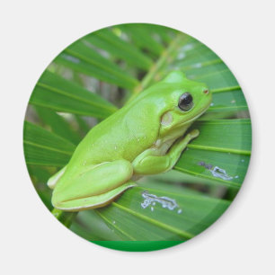 Íman Eu sou verde