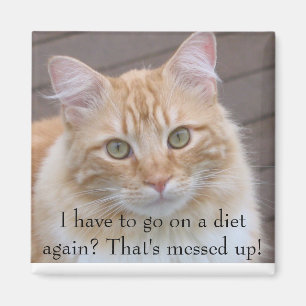 Íman Eu tenho que ir em uma dieta outra vez?