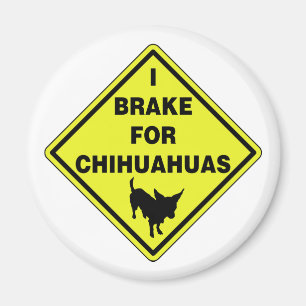 Íman Eu travo para chihuahuas