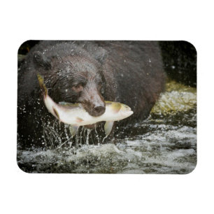 Íman EUA, Alasca, Anan Creek. Close-Up de Urso Negro