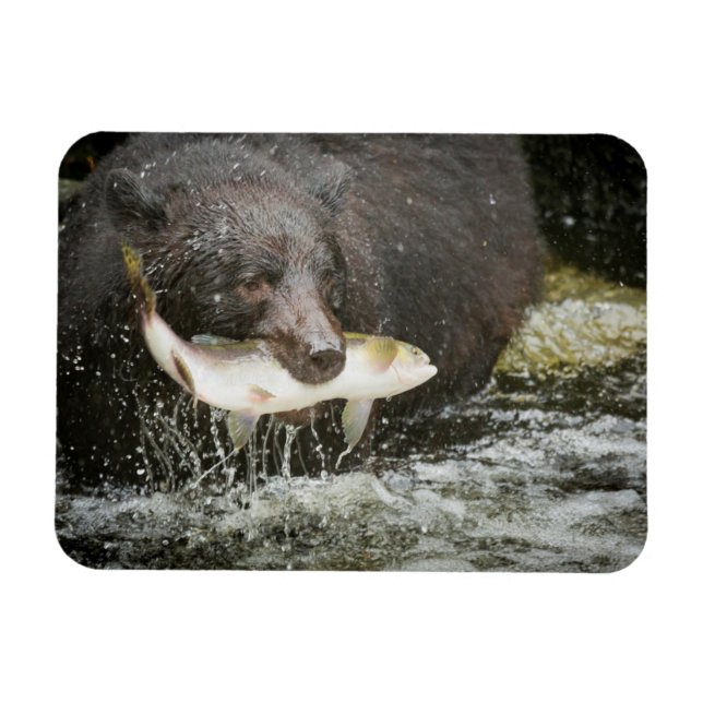 Íman EUA, Alasca, Anan Creek. Close-Up de Urso Negro (Horizontal)