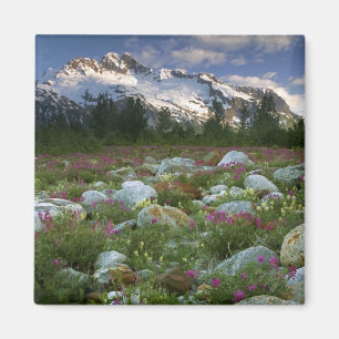 Íman EUA, Alasca, Deserto de Alsek-Tatshenshini. Vista