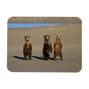 Íman EUA. Alasca. Filhotes de urso pardo costeiro