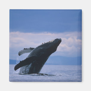 Íman EUA, Alasca, Floresta Nacional Tongass, Jubarte
