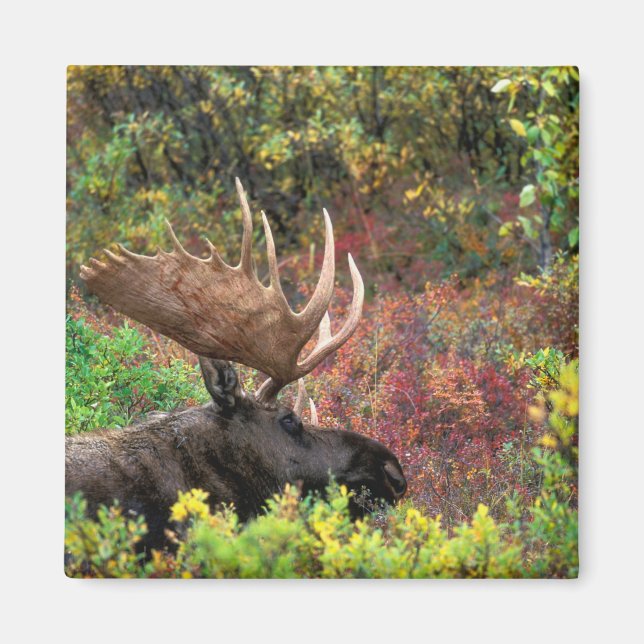Íman EUA, Alasca, Parque Nacional Denali, Alce macho (Frente)