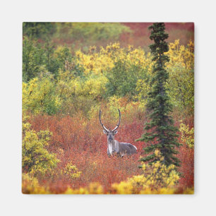 Íman EUA, Alasca, Parque Nacional Denali. Caribu