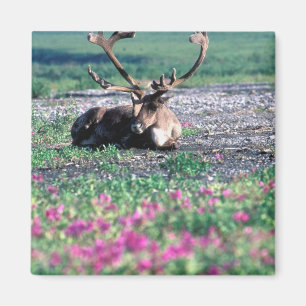 Íman EUA, Alasca, Parque Nacional Denali, Rena