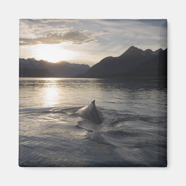Íman EUA, Alasca, Parque Nacional Glacier Bay, (Frente)
