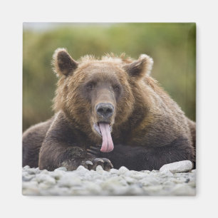 Íman EUA, Alasca, Parque Nacional Katmai, Baía de Kukak
