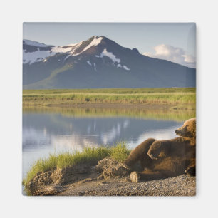 Íman EUA, Alasca, Parque Nacional Katmai, Ursos Pardo