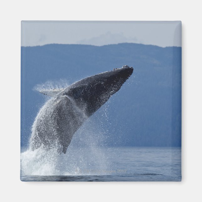 Íman EUA, Alaska, Angoon, Baleia-jubarte (Megaptera) (Frente)