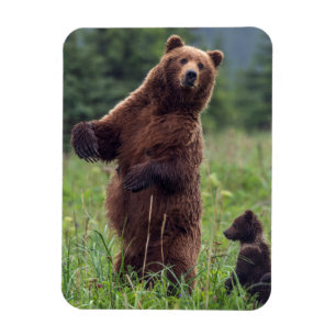 Íman EUA, Alaska do sudeste, urso de Brown e filhote